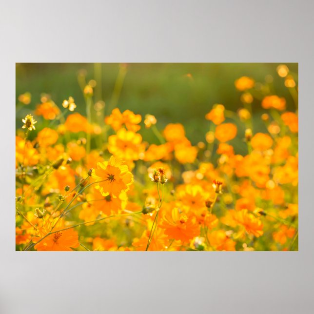 Kosmos-Blume im Bereich der Provinz Lumphun Poster (Vorne)