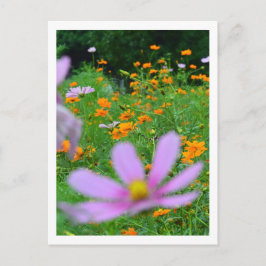 Kosmos-Blume: Japan Postkarte