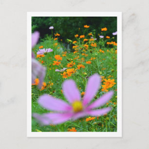 Kosmos-Blume: Japan Postkarte