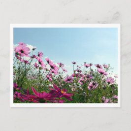 Kosmos-Blume: Japanische Postkarte