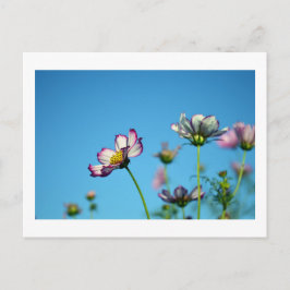 Kosmos-Blume: Japanische Postkarte