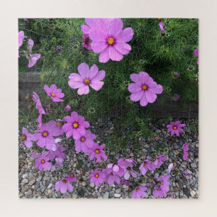Kosmos-Blume mit Kies