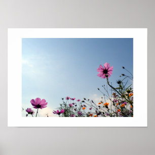 Kosmos-Blumen Japans Poster