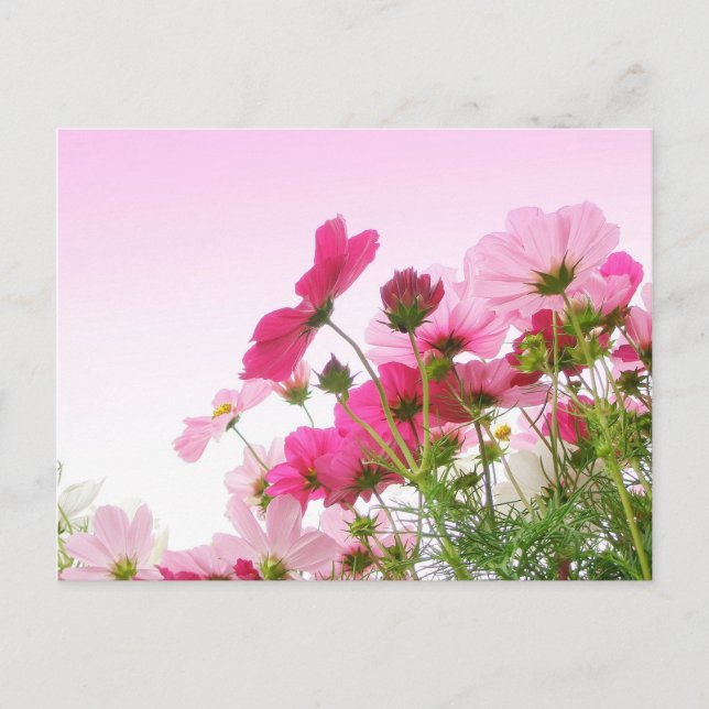 Kosmos in Rosa Postkarte (Vorderseite)