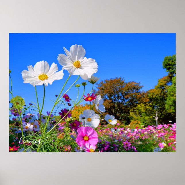 Kosmos [Poster] Poster (Vorne)