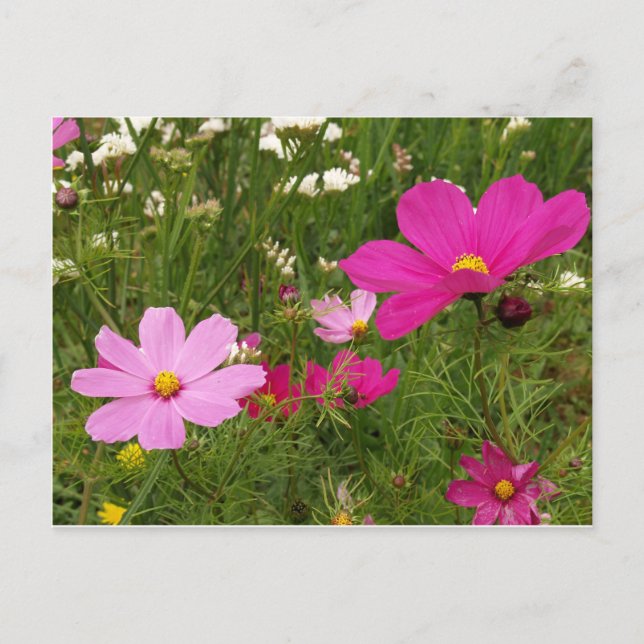 Kosmos Postkarte (Vorderseite)