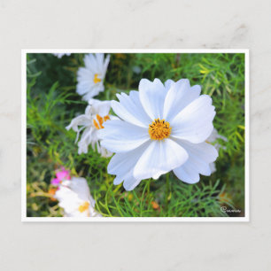 Kosmos [Postkarte] Postkarte