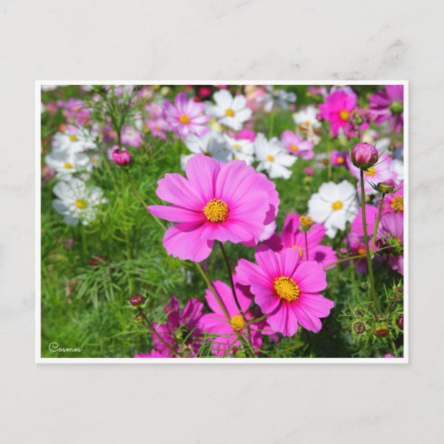 Kosmos [Postkarte] Postkarte (Vorderseite)