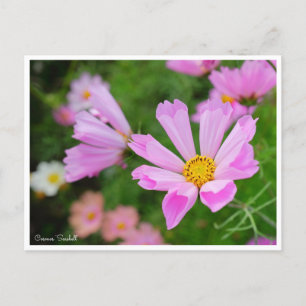 Kosmos [Postkarte] Postkarte