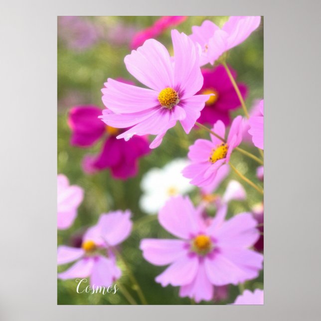 Kosmos [Wertepapier] Poster (Vorne)