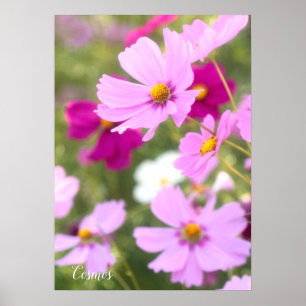 Kosmos [Wertepapier] Poster