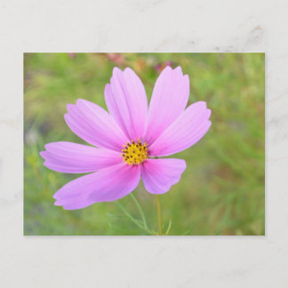 Kosmosblume Postkarte