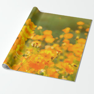 Kosmosblumen auf dem Feld der Provinz Lumphun Geschenkpapier