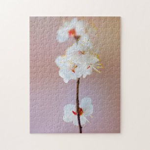 Kostbare japanische Aprikosenblüten im Frühjahr