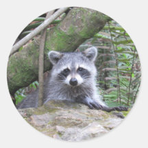 Kostbare Raccoon-Aufkleber