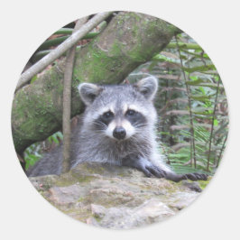 Kostbare Raccoon-Aufkleber Runder Aufkleber