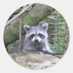Kostbare Raccoon-Aufkleber Runder Aufkleber