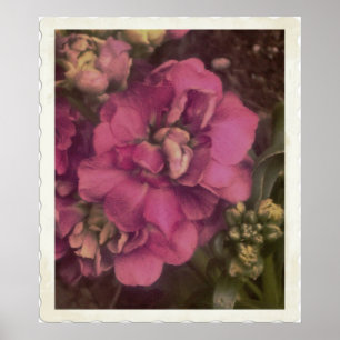 Kostbare rosa Pfingstrose Poster