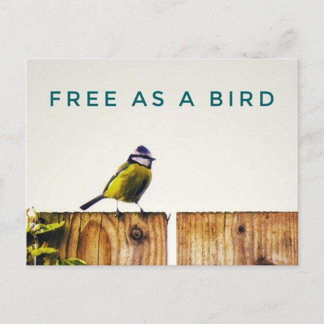 Kostenlos als Vogel-Postkarte Postkarte (Vorderseite)