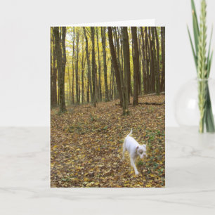 Kostenlos laufen karte