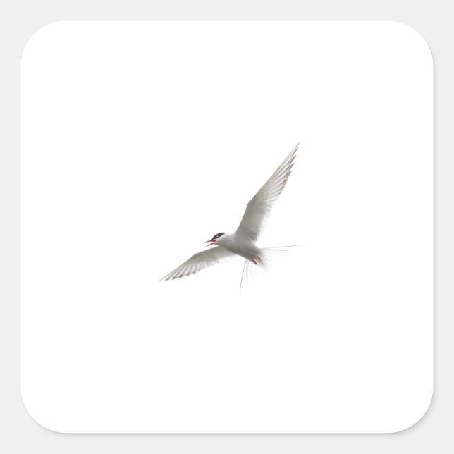 KOSTENLOSE BIRD QUADRATISCHER AUFKLEBER (Vorderseite)