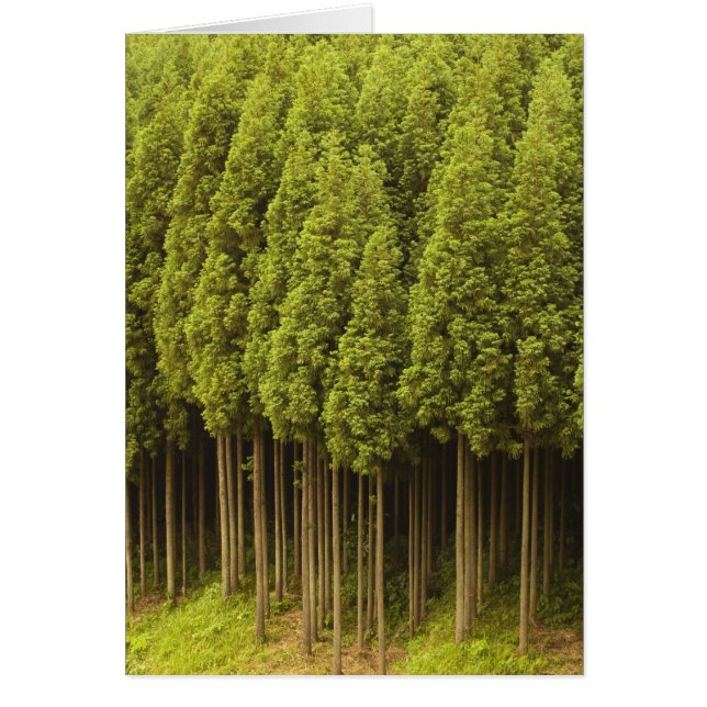 Koya Sugi Cedar Trees (Vorne)