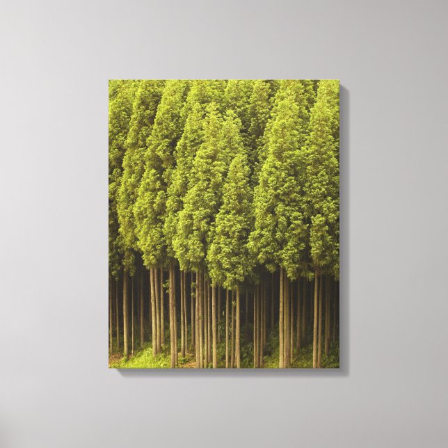 Koya Sugi Cedar Trees Leinwanddruck (Vorderseite)