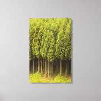 Koya Sugi Cedar Trees