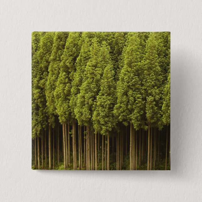Koya Sugi Zedern-Bäume Button (Vorderseite)