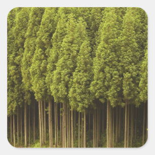 Koya Sugi Zedern-Bäume Quadratischer Aufkleber