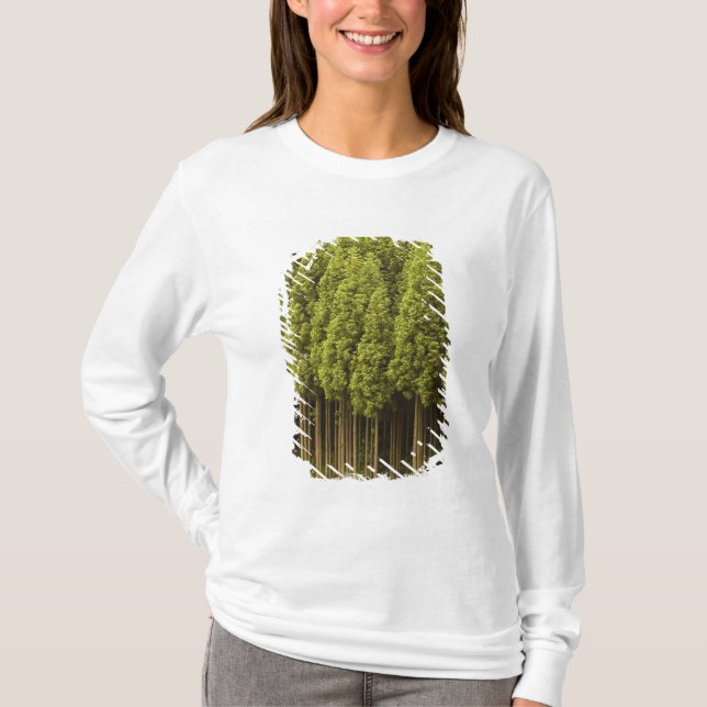 Koya Sugi Zedern-Bäume T-Shirt (Vorderseite)