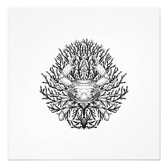 Krabbe Fotodruck (Vorne)