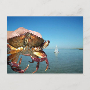 Krabbe und Segelboot, Postkarte