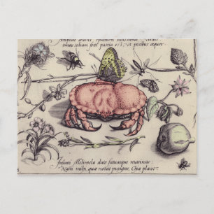 Krabben-Botanische-Insekten-Blumen-Illustration Postkarte
