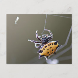 Krabben wie Orb Weaver Spider Postkarte