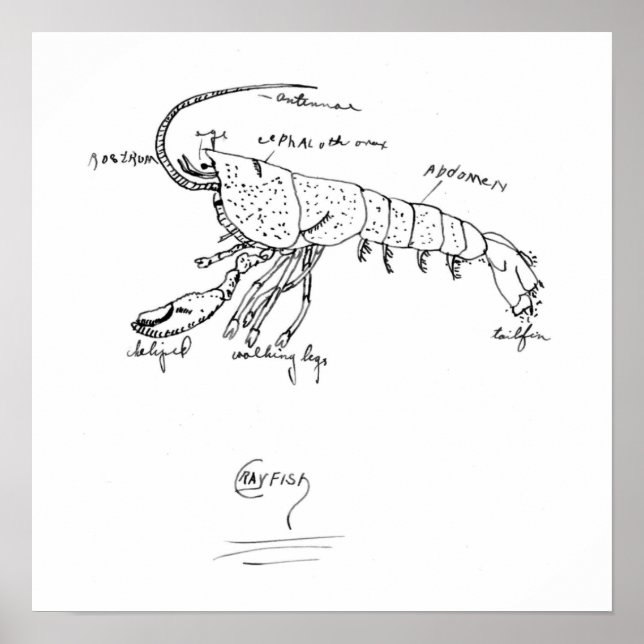 Krabbenanatomie 1925 poster (Vorne)