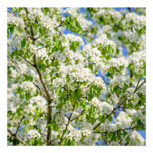 Krabbenapfelblüte Fotodruck