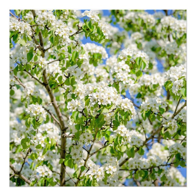 Krabbenapfelblüte Fotodruck (Vorne)