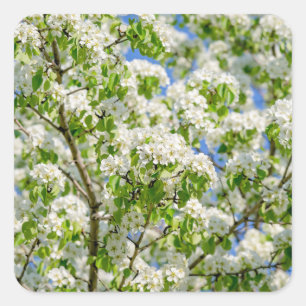 Krabbenapfelblüte Quadratischer Aufkleber