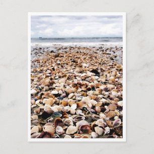 Krabi Thailand   Muscheln an der Küste von Postcar Postkarte