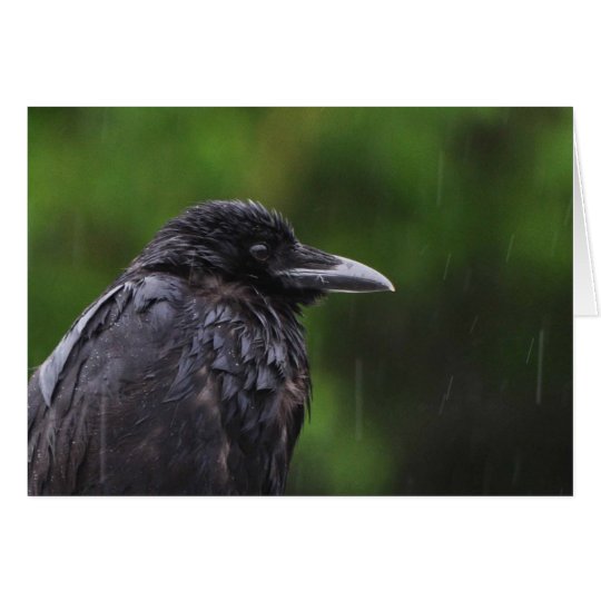 Krähe oder Rabe im Regen Karte