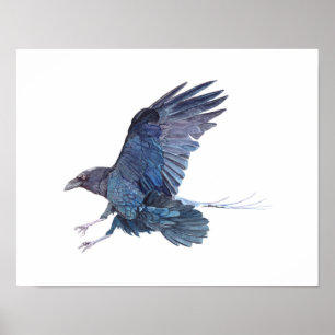 Krähen-Aquarell-Malerei Poster