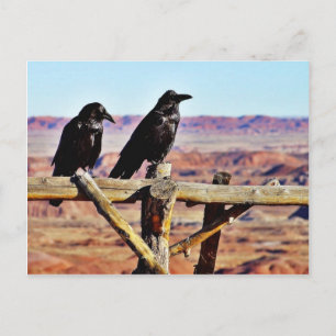 Krähen Raben Vögel Schwarz Postkarte