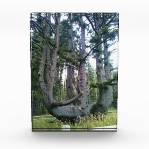 Kraken, Cape Meares, Oregon Fotoblock