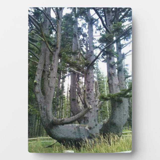 Kraken, Cape Meares, Oregon Fotoplatte (Vorderseite)