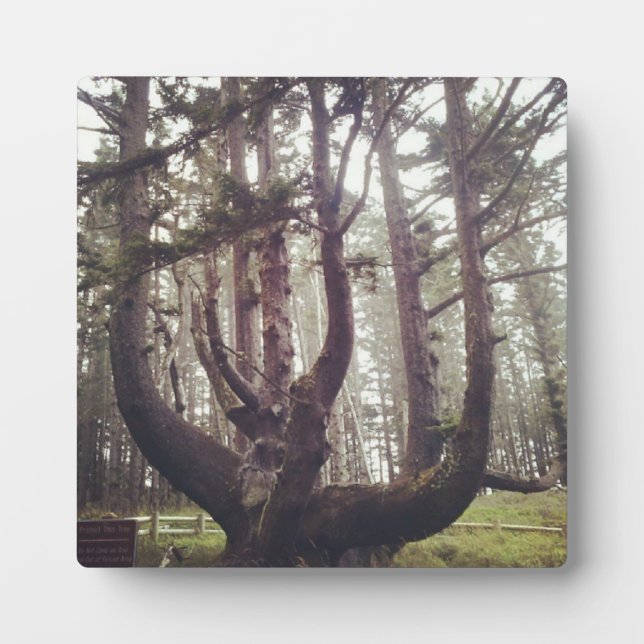 Kraken, Cape Meares, Oregon Fotoplatte (Vorderseite)