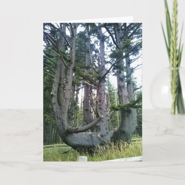 Kraken, Cape Meares, Oregon Karte (Vorderseite)