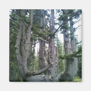 Kraken, Cape Meares, Oregon Magnet
