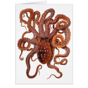 Kraken Makropus, Vintage Meeresaquarien-Tiere