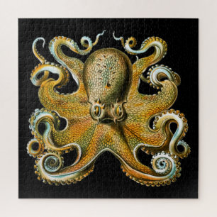 Kraken Octopus Cooles Tier